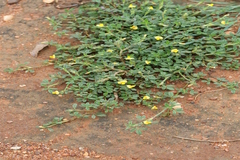 Stylosanthes hamata